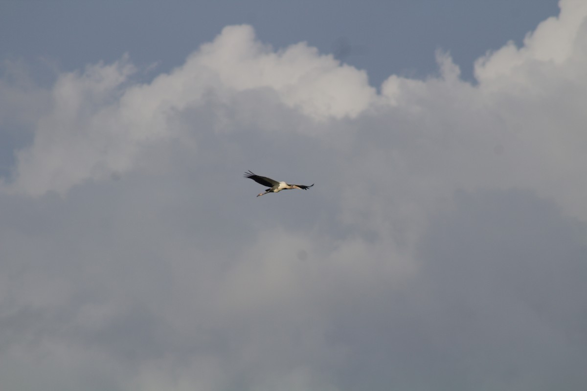 Wood Stork - ML505586761