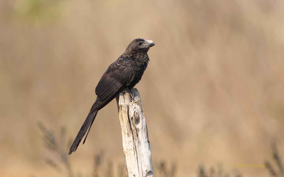 Smooth-billed Ani - Paul Tavares