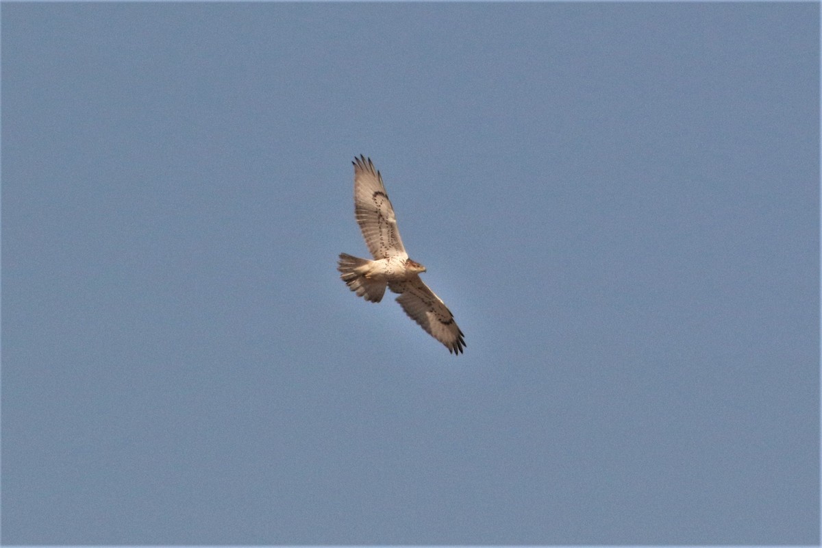 Ferruginous Hawk - ML505587731