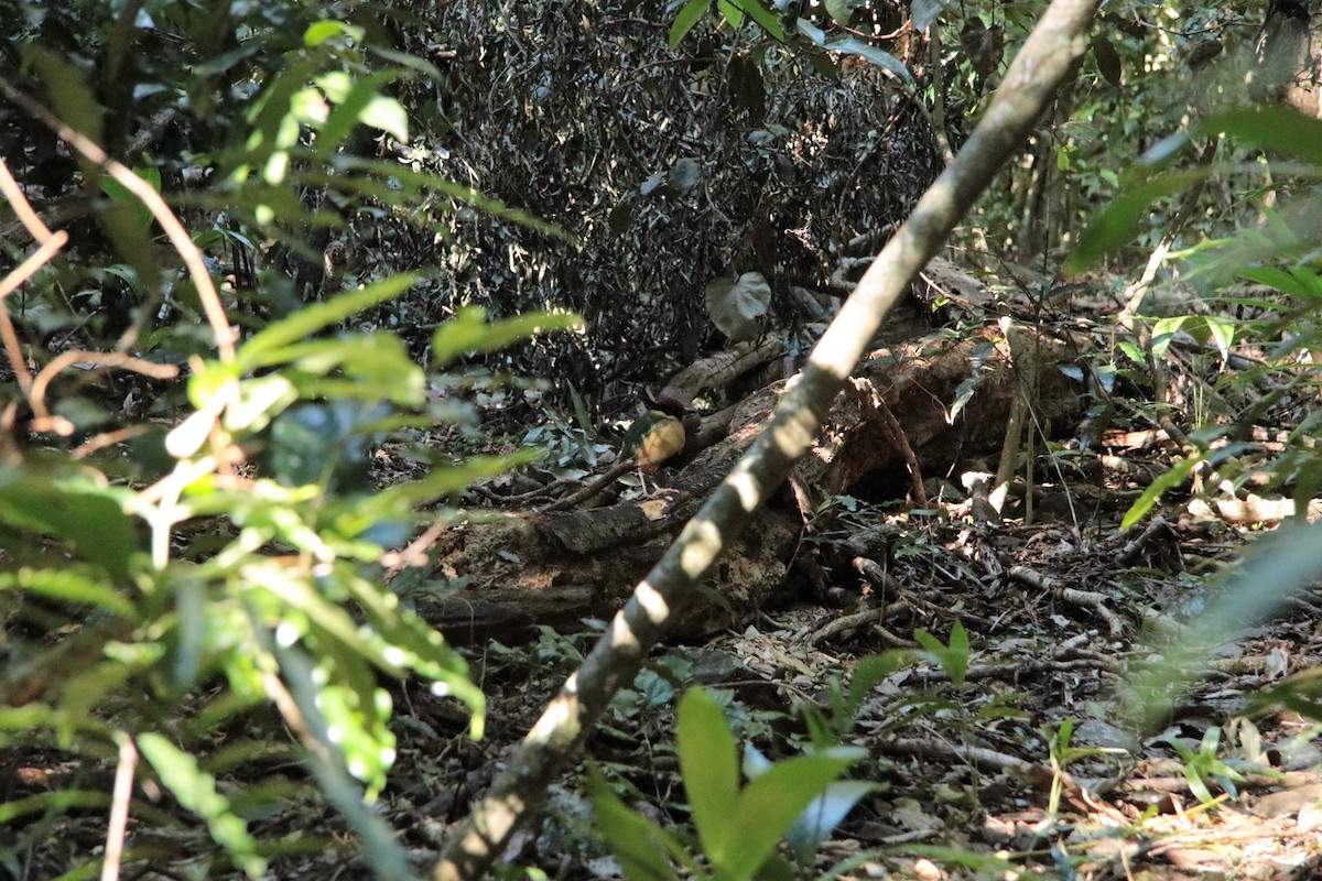 Noisy Pitta - ML505587971