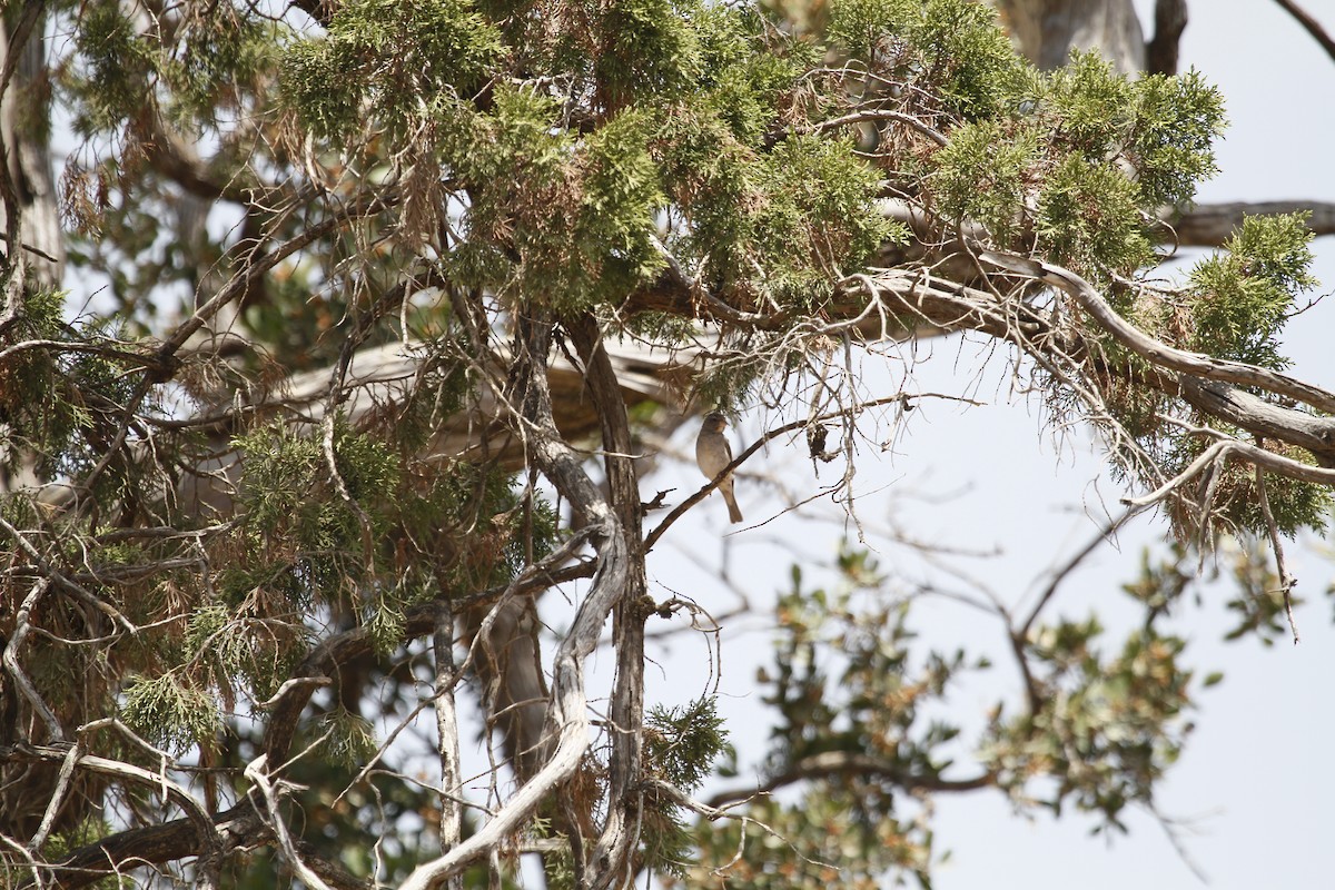 Yellow-rumped Serin - Marc Hauber