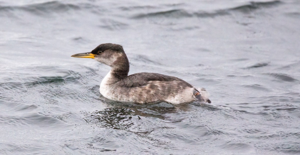 Red-necked Grebe - ML505588231