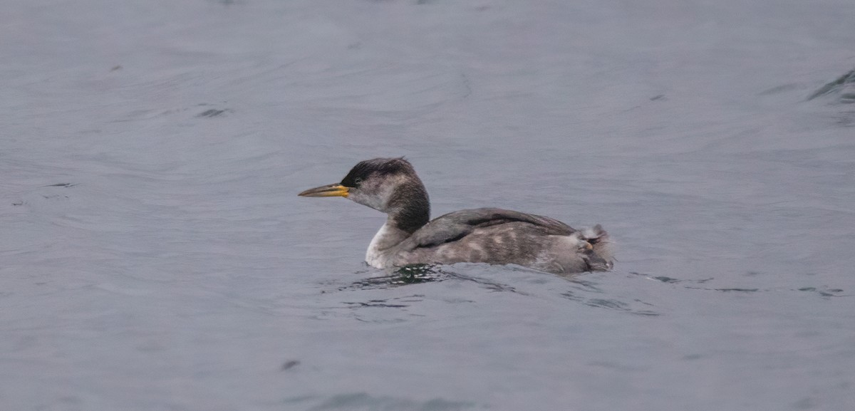 Red-necked Grebe - ML505588241