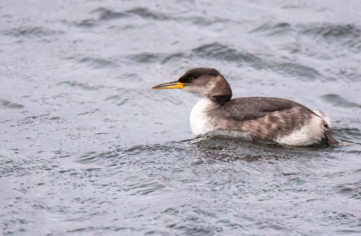 Red-necked Grebe - ML505588251