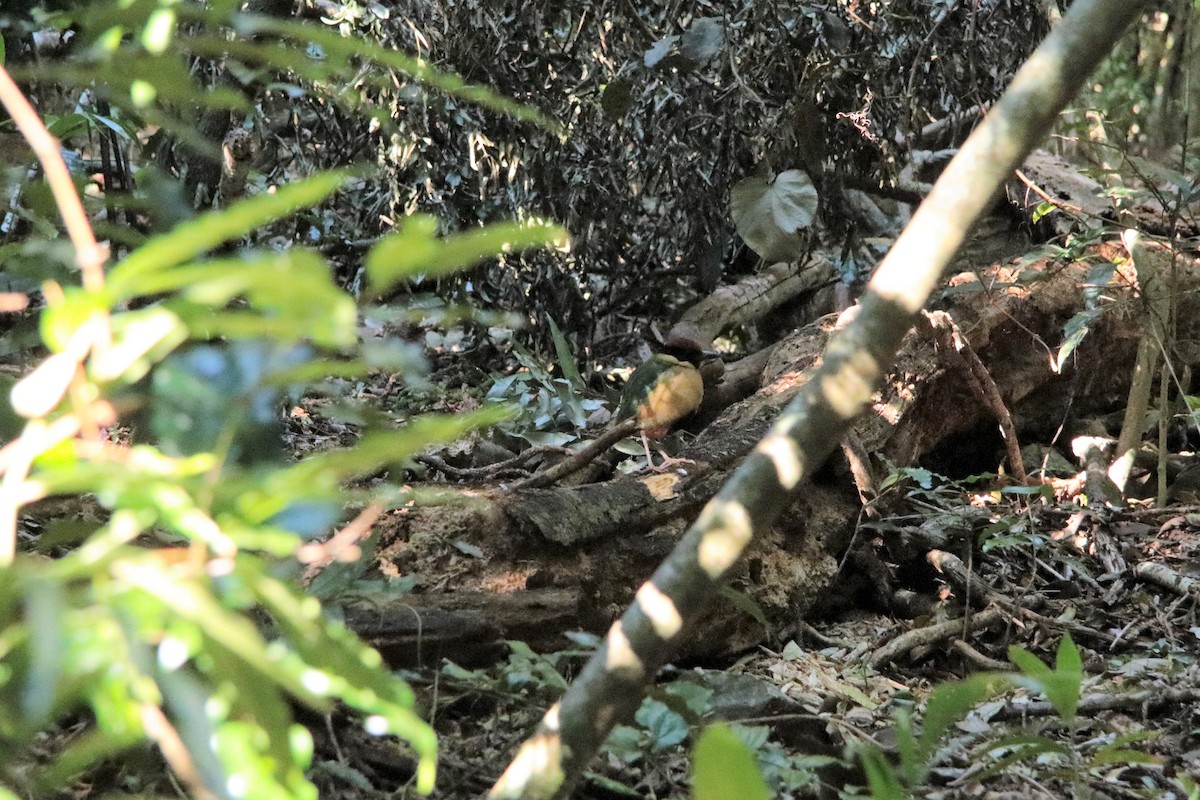 Noisy Pitta - ML505588421