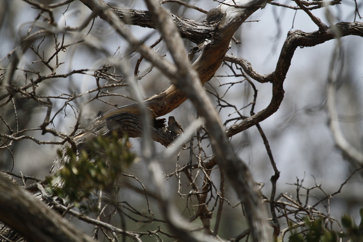 Gambaga Flycatcher - Marc Hauber