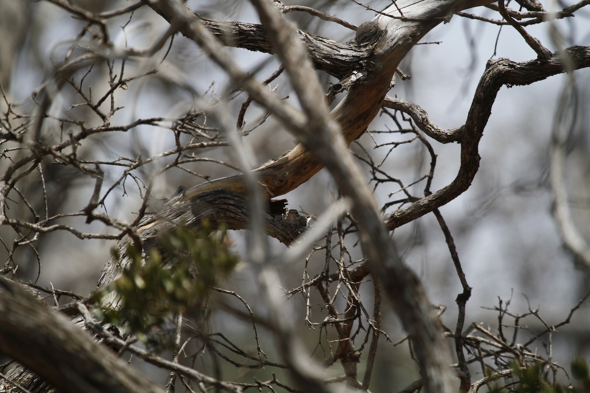 Gambaga Flycatcher - Marc Hauber