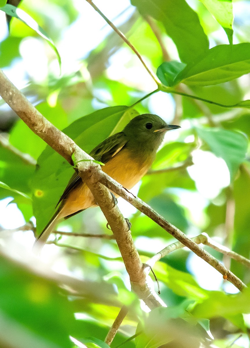 Ochre-bellied Flycatcher - Guatemala Quest