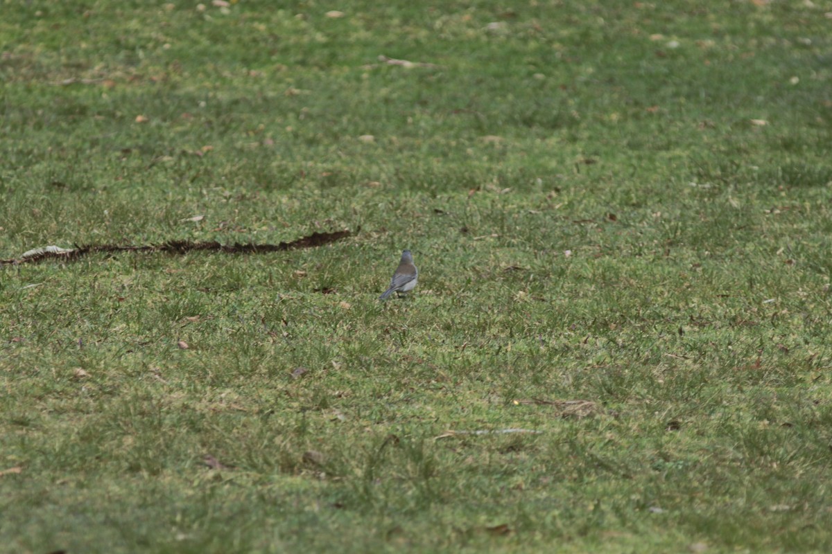 Gray Shrikethrush - ML505589661