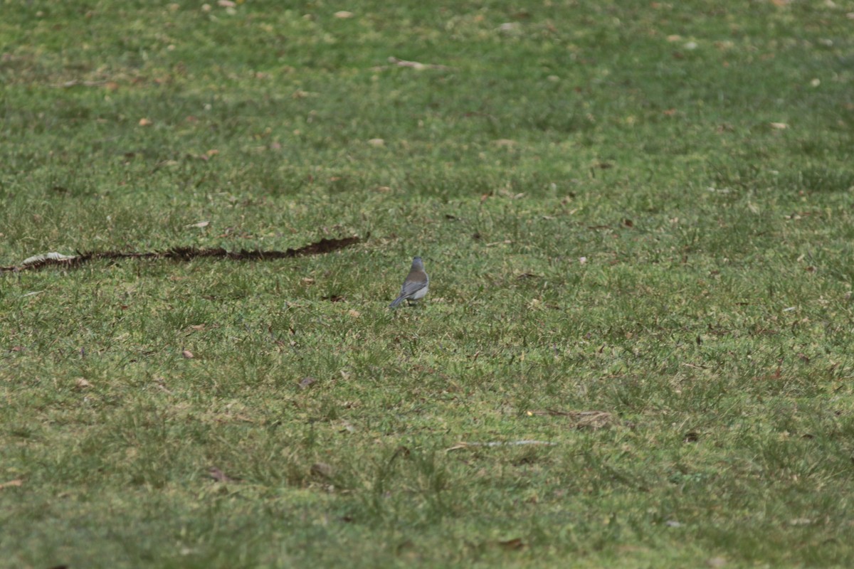 Gray Shrikethrush - ML505589661