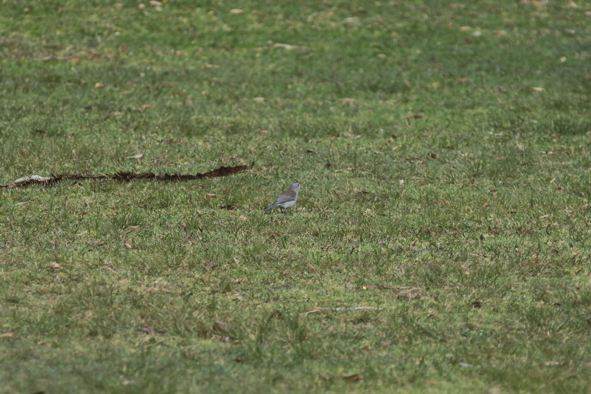 Gray Shrikethrush - ML505589691