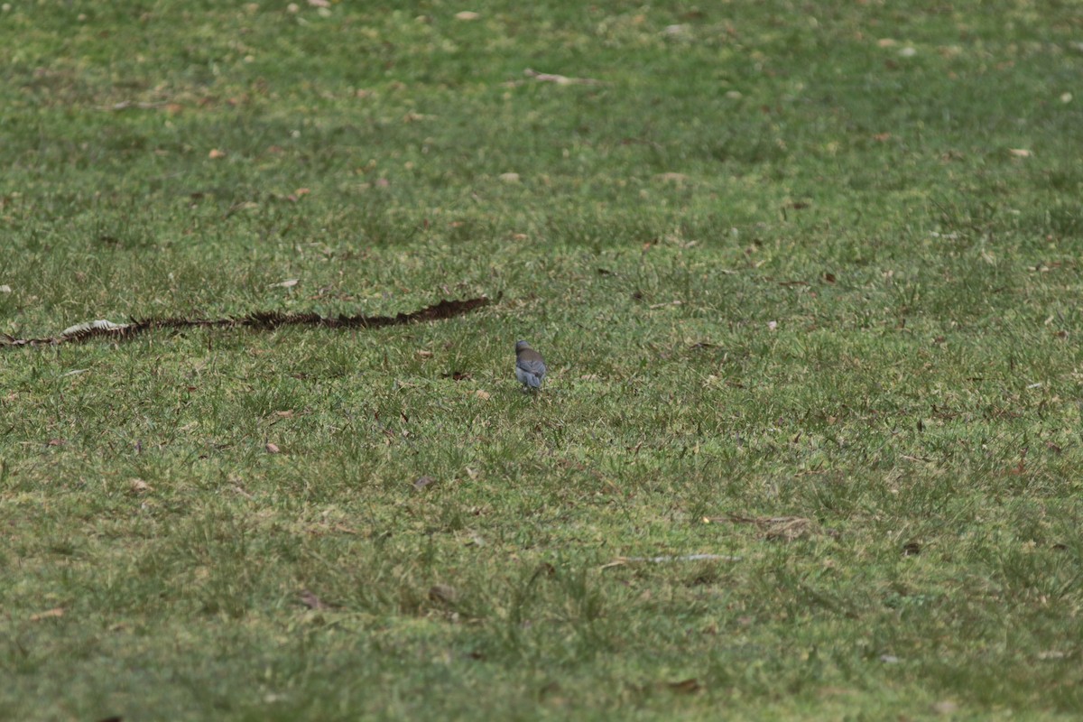 Gray Shrikethrush - ML505589701