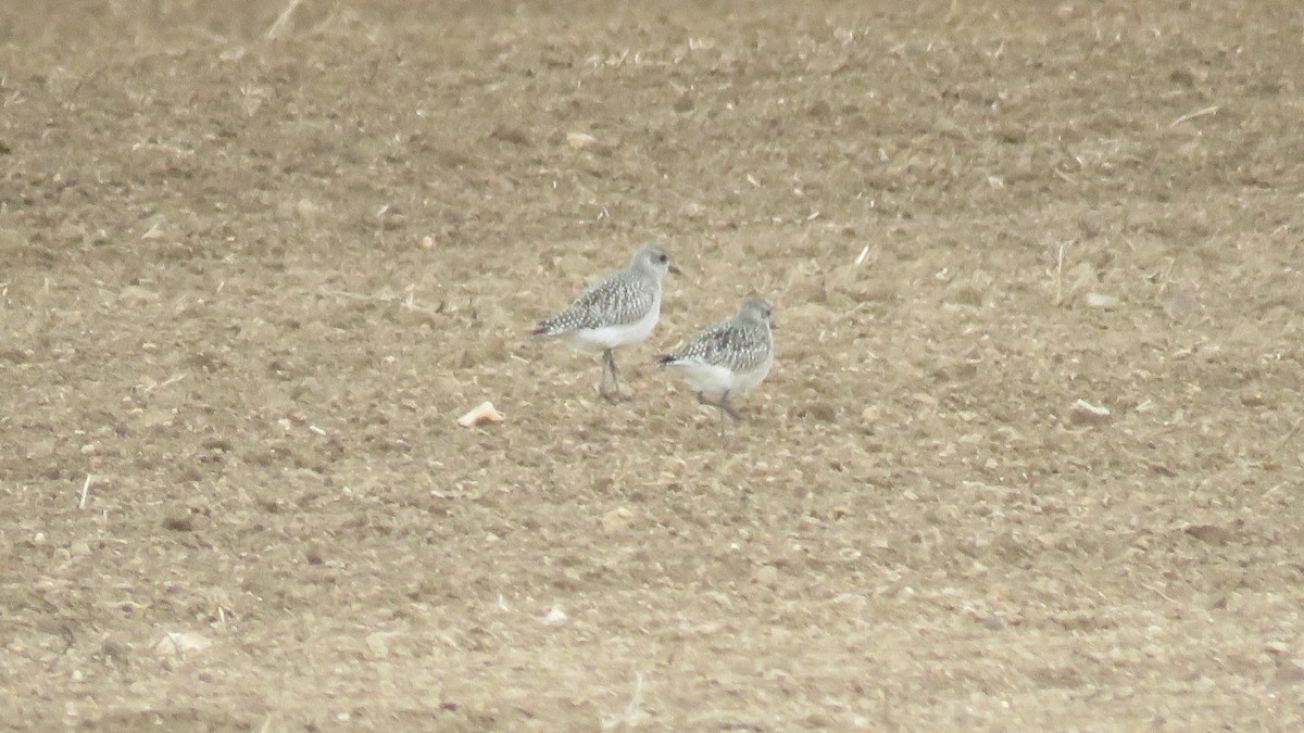 Black-bellied Plover - ML505591291