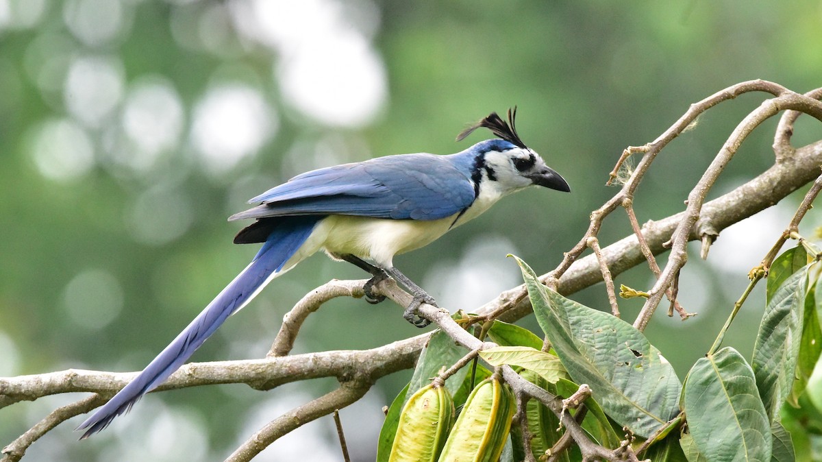 White-throated Magpie-Jay - ML50559241