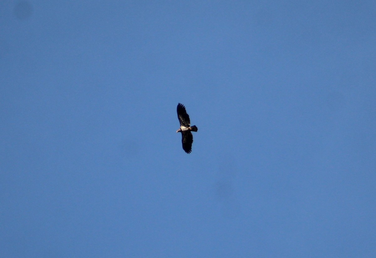 Bald Eagle - ML505592991