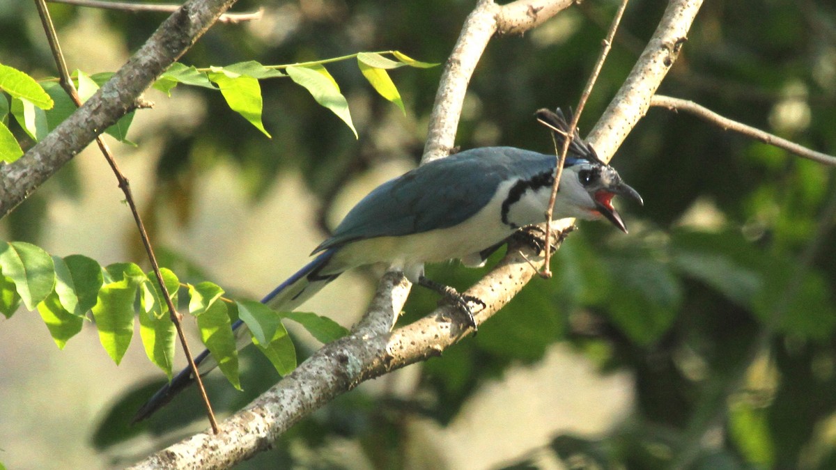 White-throated Magpie-Jay - ML50559321