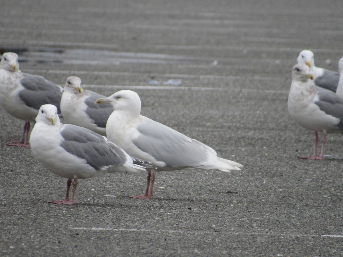 Glaucous Gull - ML50559441