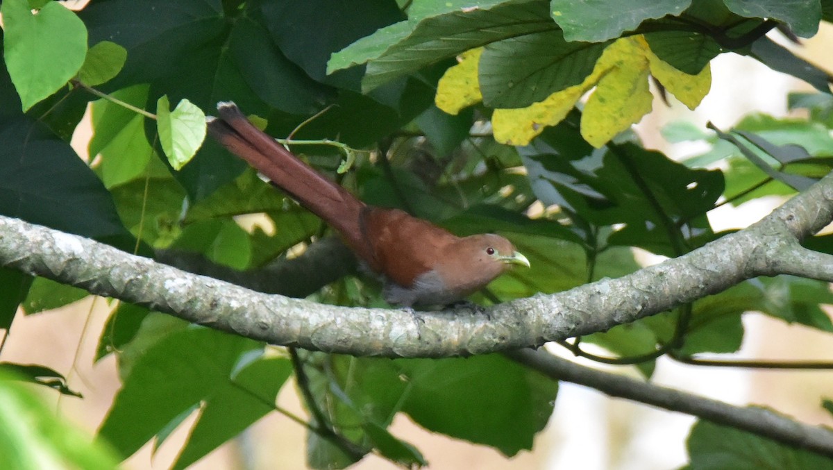 Squirrel Cuckoo - ML50559451