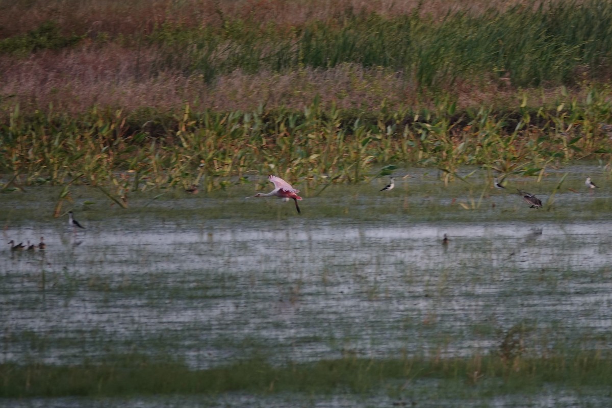 Roseate Spoonbill - Jane Tillman