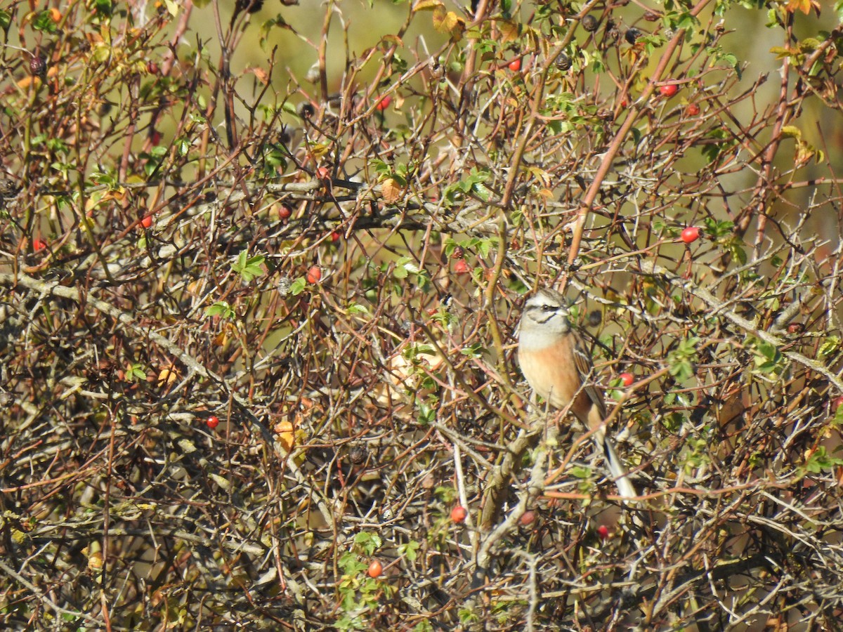 Rock Bunting - ML505595461
