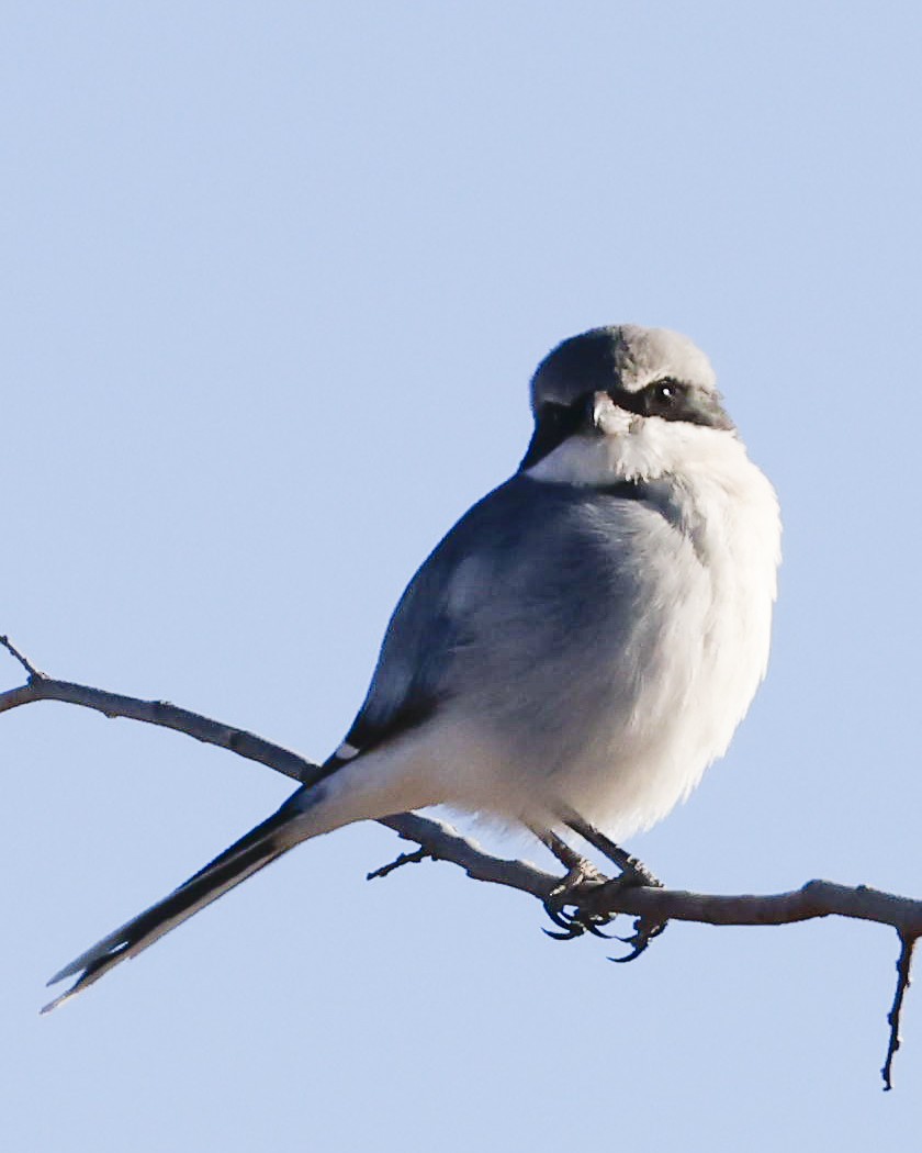 Loggerhead Shrike - ML505595651