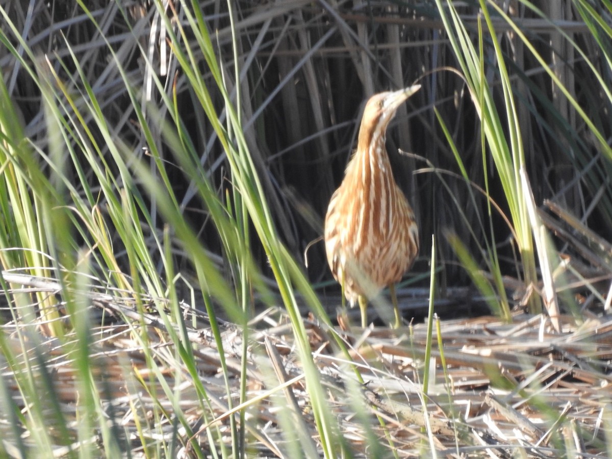 American Bittern - ML505596081