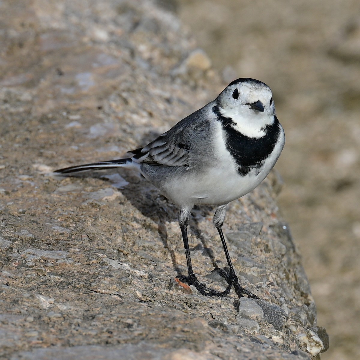 White Wagtail - ML505599541