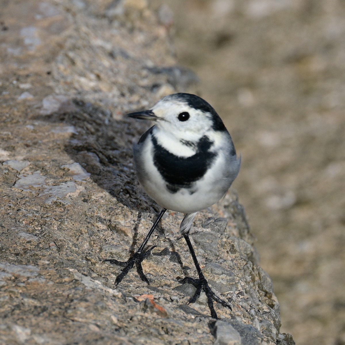 White Wagtail - Victor Pássaro