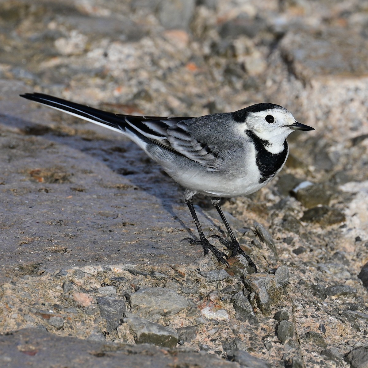 White Wagtail - Victor Pássaro