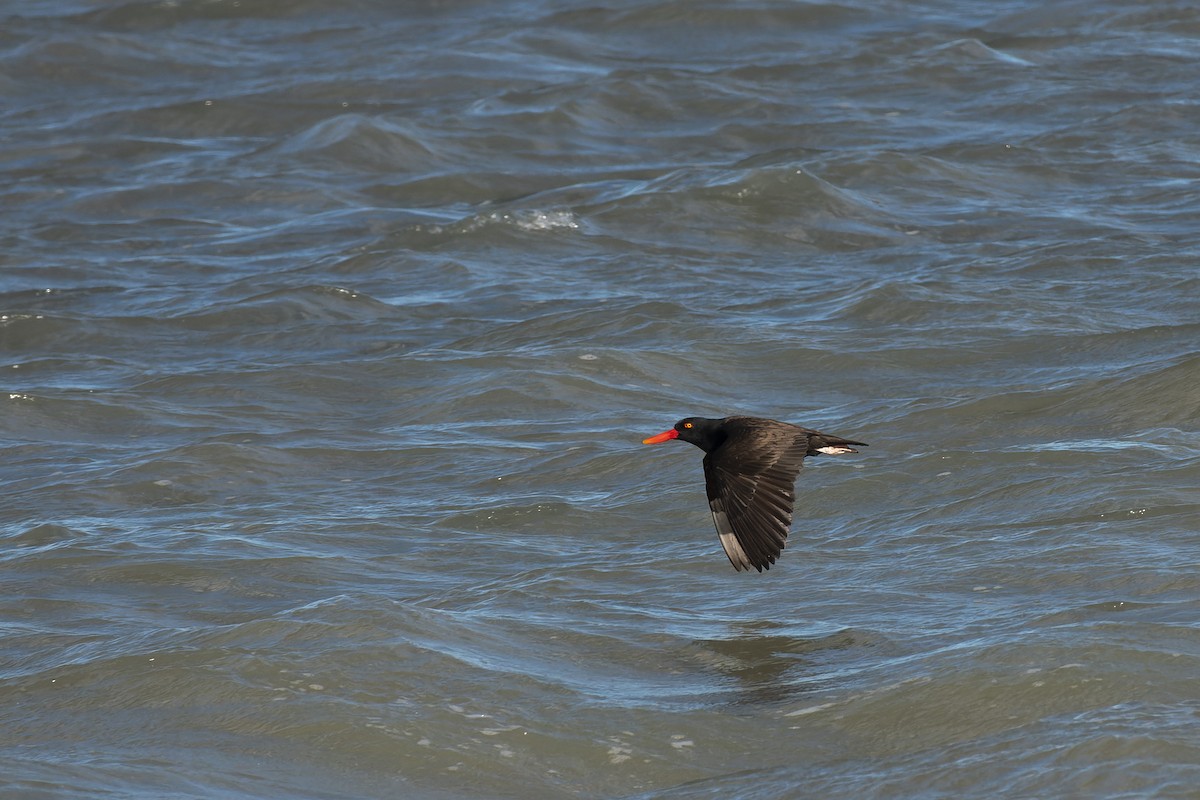 Blackish Oystercatcher - ML505599741