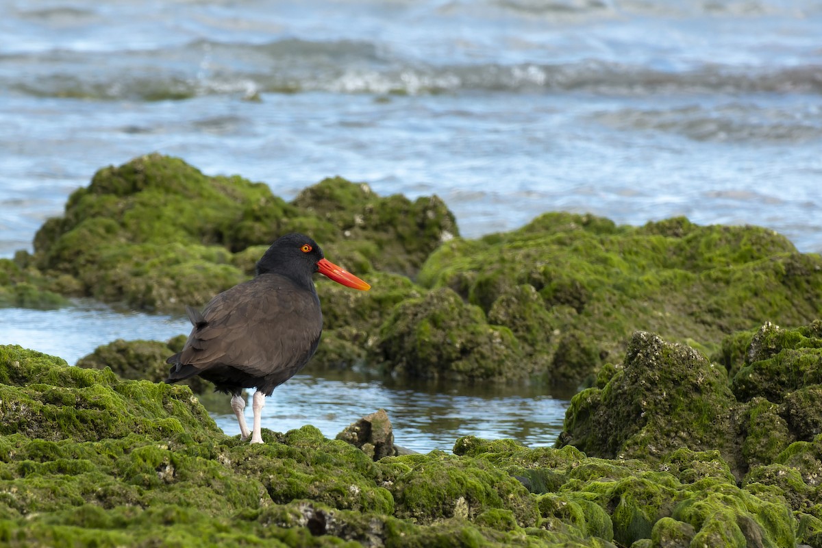 Blackish Oystercatcher - ML505599751