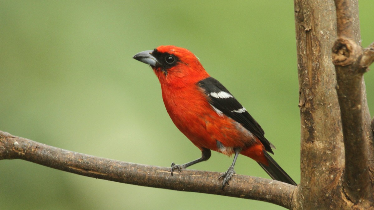 White-winged Tanager - ML50560031