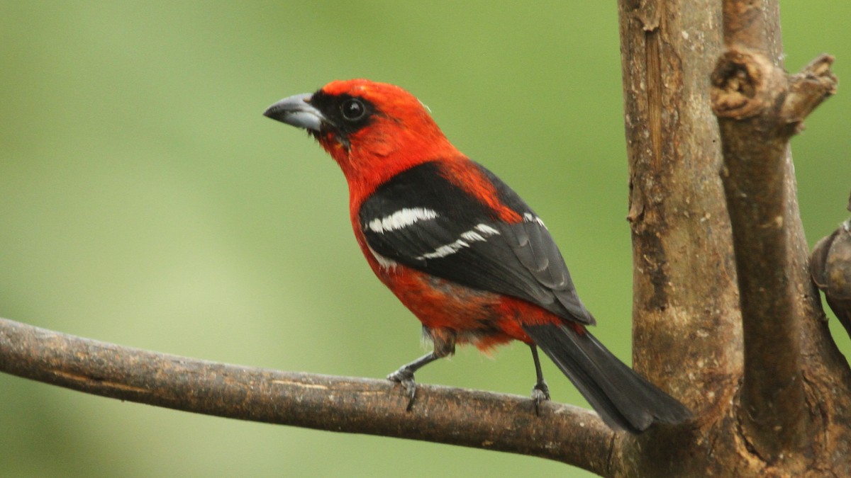 White-winged Tanager - ML50560051