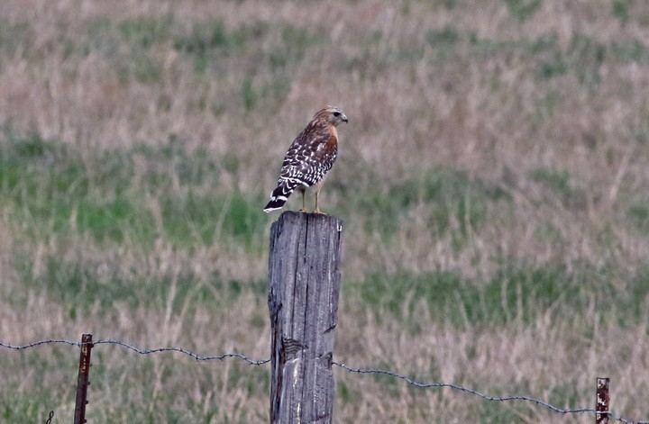 Red-shouldered Hawk - ML50560181