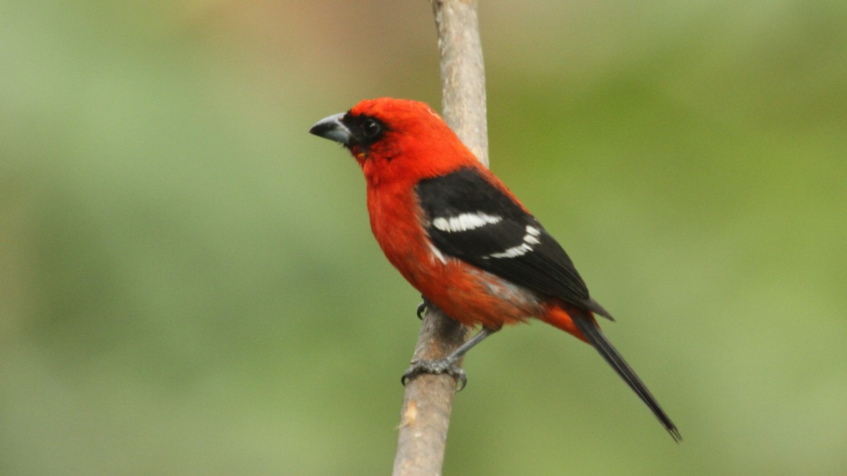 White-winged Tanager - ML50560191