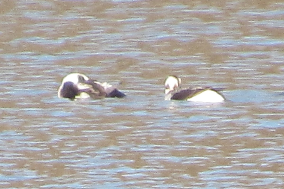 Long-tailed Duck - ML505602831