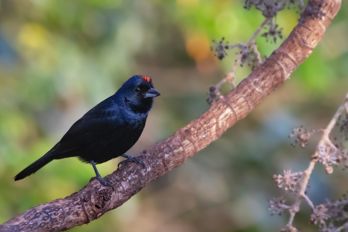 Ruby-crowned Tanager - Marco Fidalgo