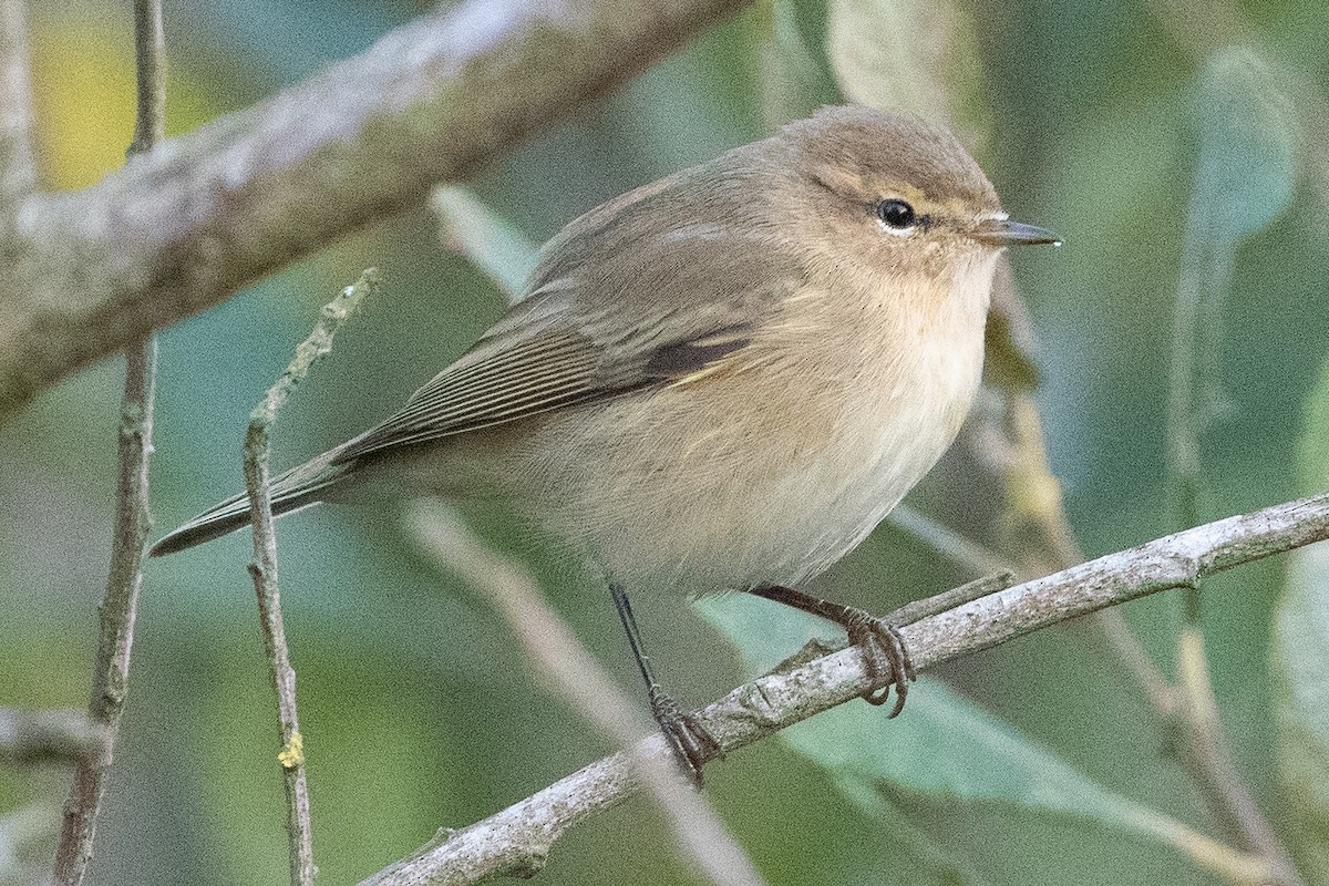 Common Chiffchaff - ML505604801