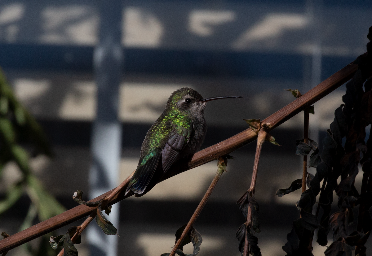 Broad-billed Hummingbird - ML505606781