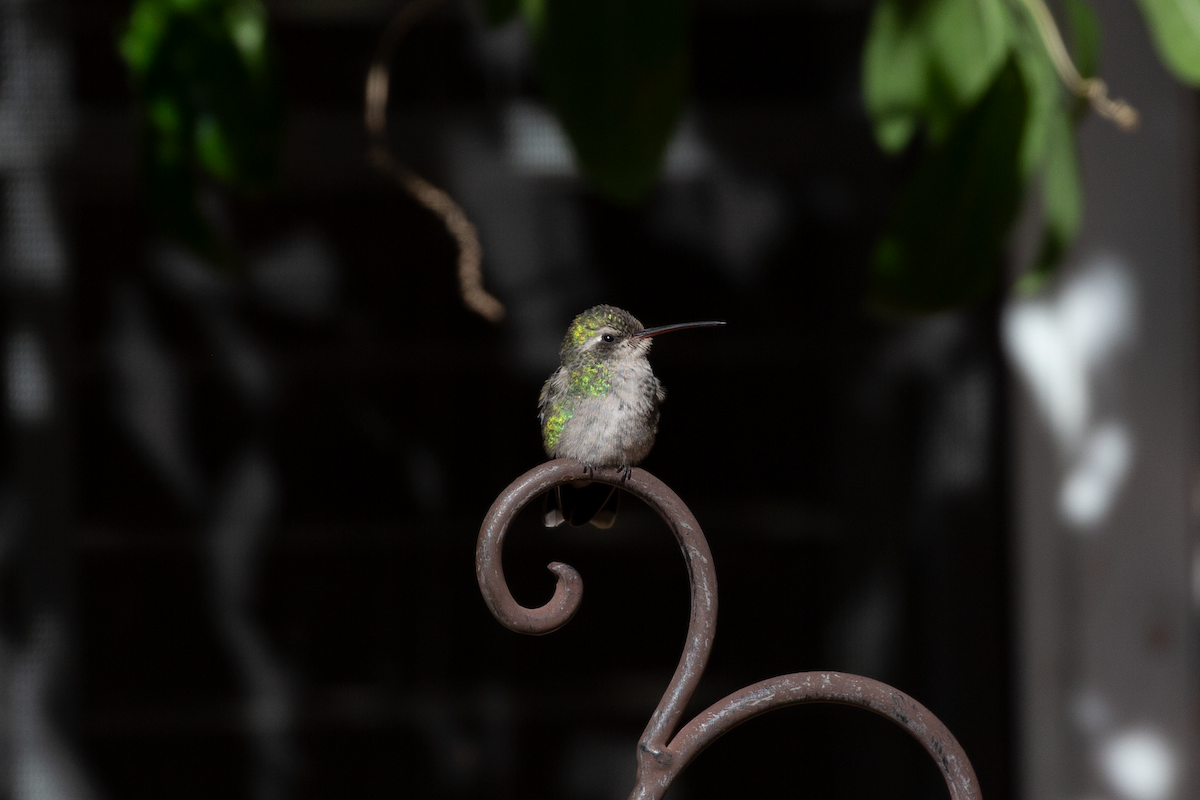 Broad-billed Hummingbird - ML505606801