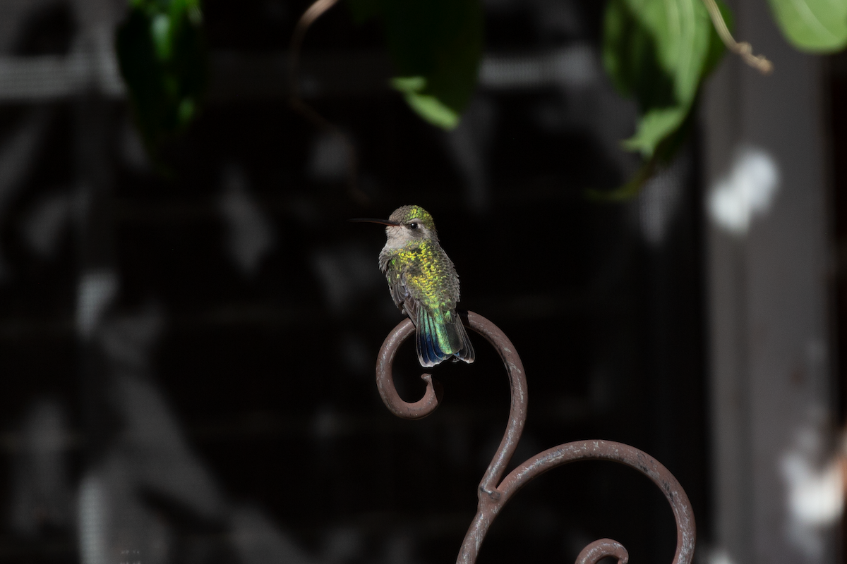 Broad-billed Hummingbird - Tucker Taylor