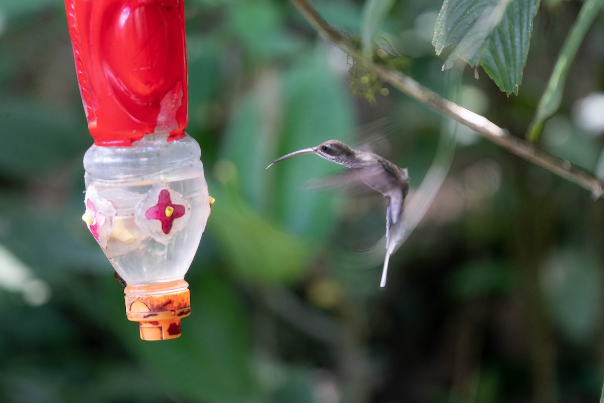kolibřík běloknírkový - ML505608511