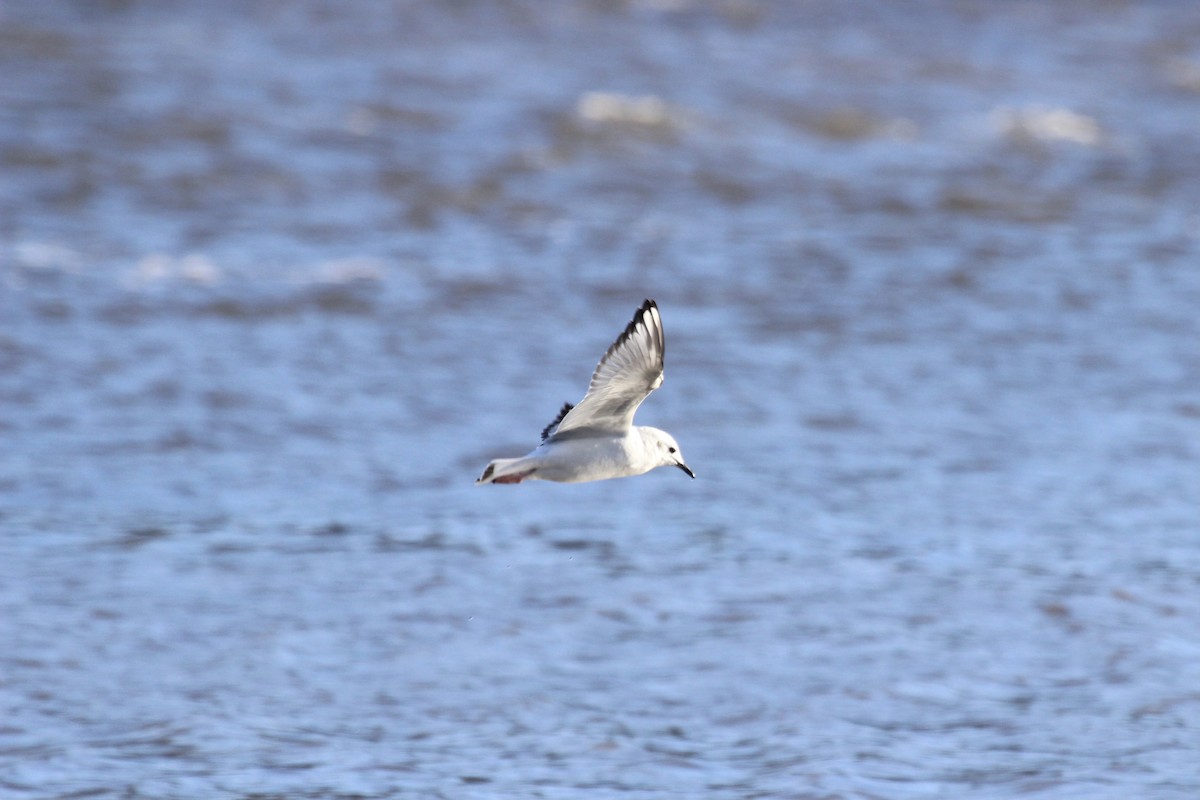 Gaviota de Bonaparte - ML505608571