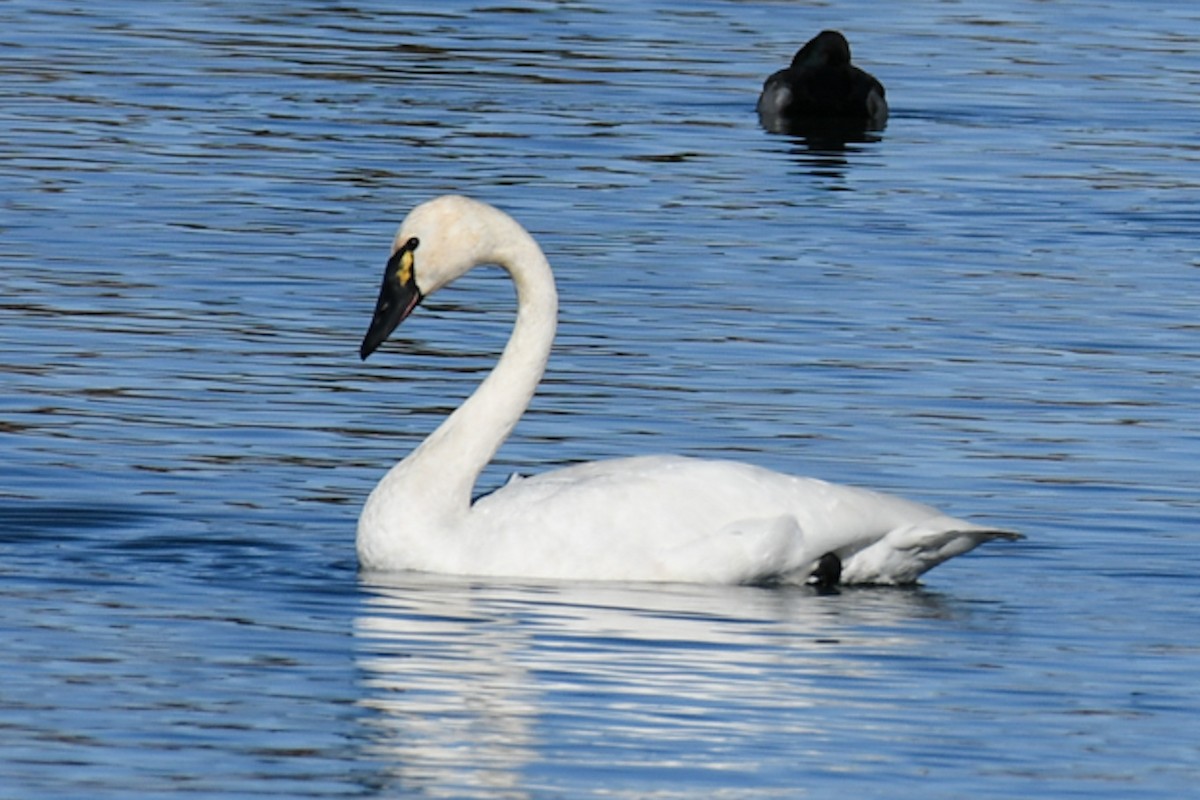 Tundra Swan (Whistling) - ML505608691
