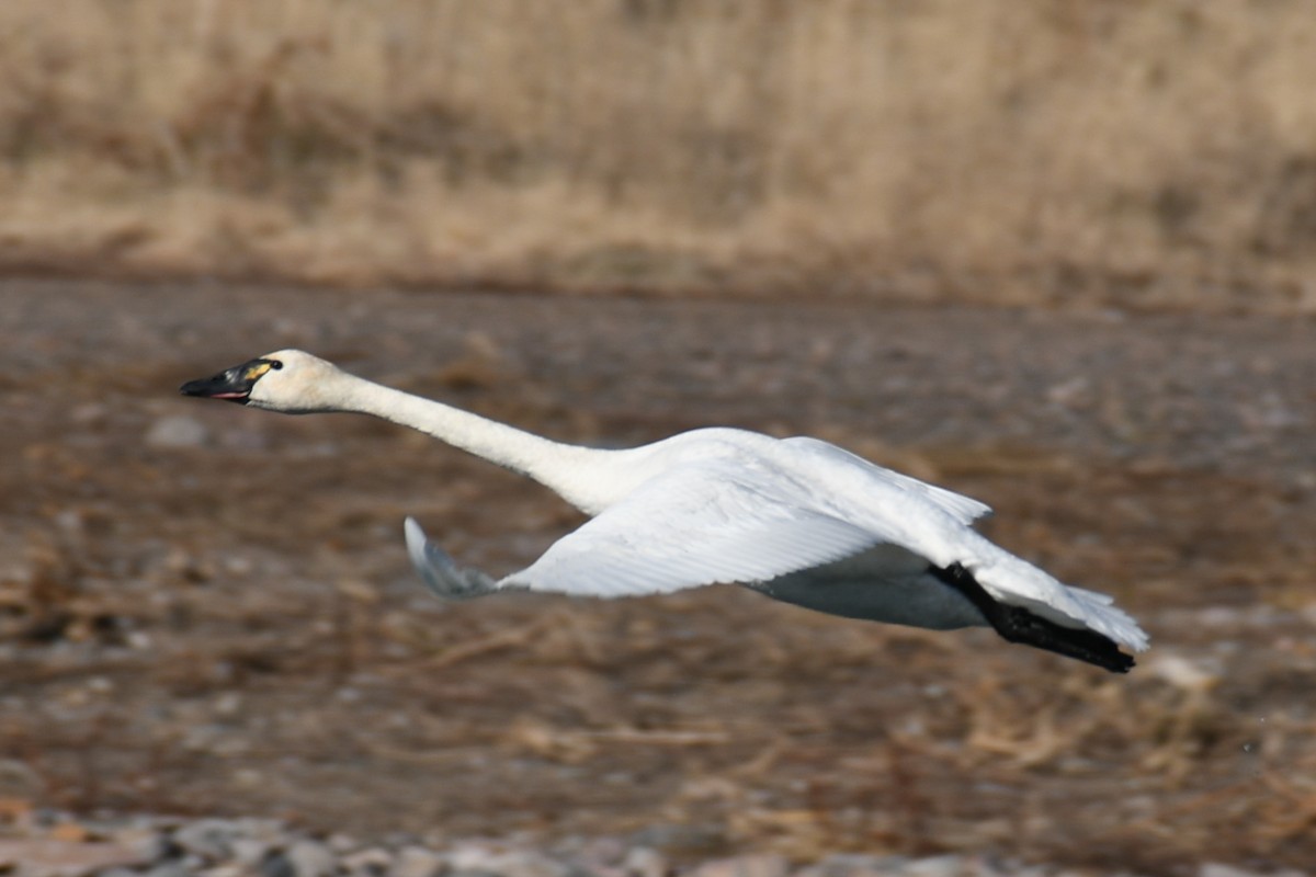 Tundra Swan (Whistling) - ML505608701