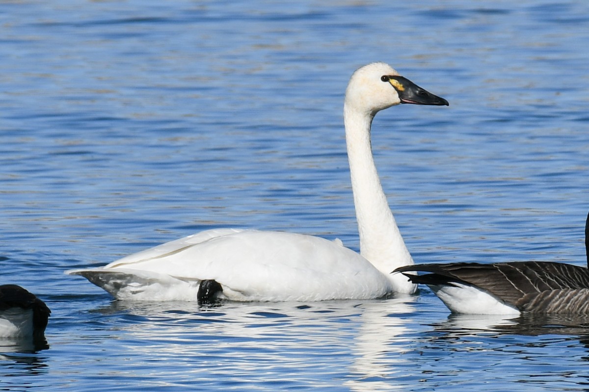 Tundra Swan (Whistling) - ML505608711