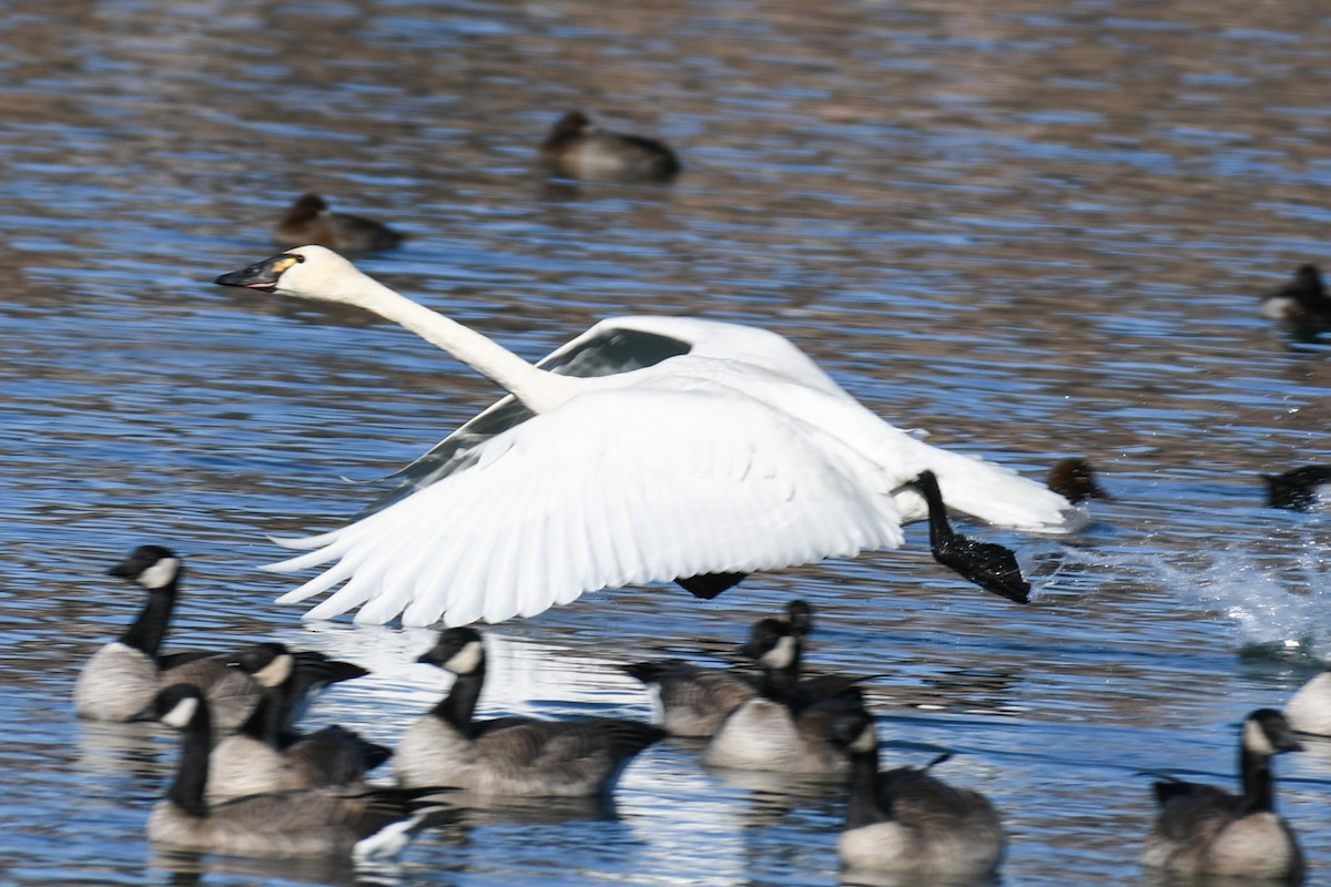 Tundra Swan (Whistling) - ML505608721
