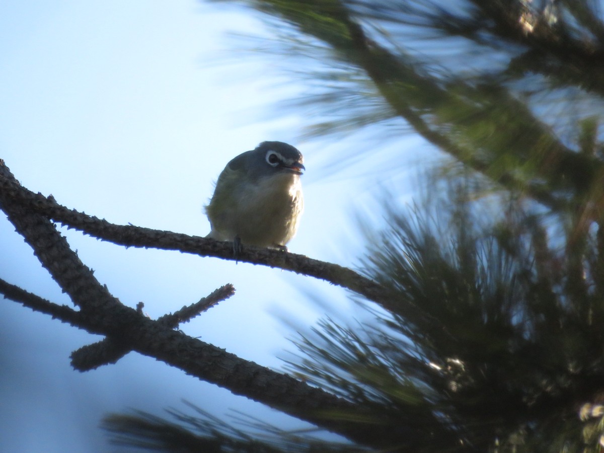 Blue-headed Vireo - ML505608951