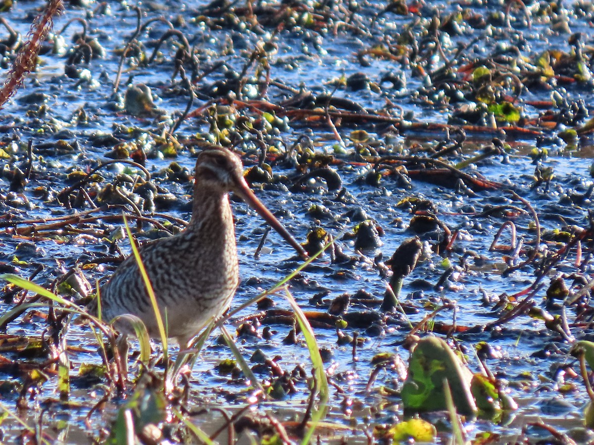 Wilson's Snipe - ML505612101