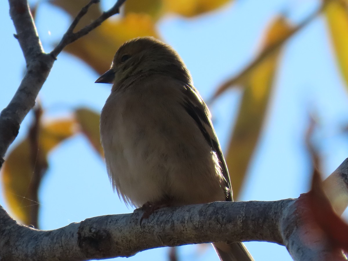 American Goldfinch - ML505612331